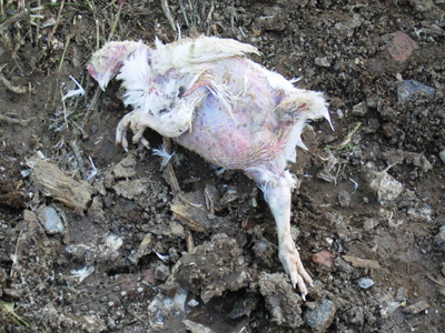 Έθαψαν νεκρά πουλερικά σε παράνομη χωματερή