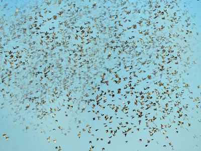 «Ανθεί» το παράνομο εμπόριο άγριων πτηνών