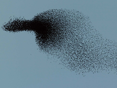 Δηλητηριάζονται τα πτηνά που καταπίνουν σκάγια