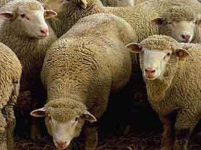 Δηλητηριάσαν πρόβατα με φυτοφάρμακο