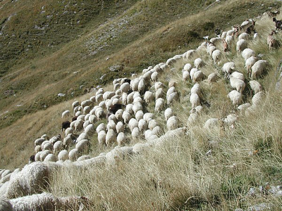 Έβγαλε τα μάτια του σκύλου του, για να τον τιμωρήσει!