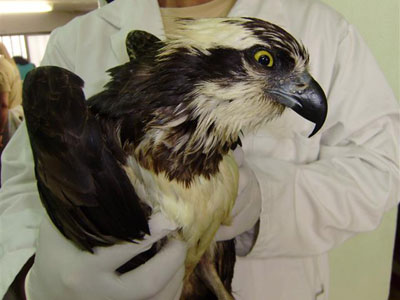 Ψαραετός γεμάτος πετρέλαια