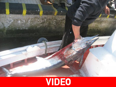 Έπιασαν τα ψάρια του Αγίου Βησσαρίωνα