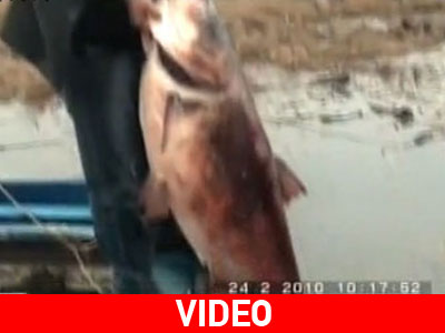 Ψάρι-γίγας στη λίμνη Βόλβη