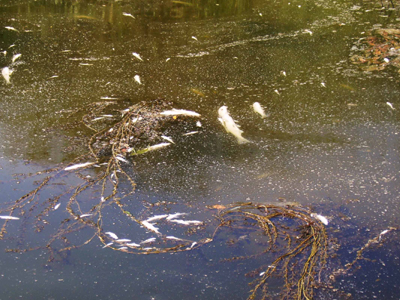 Μεγάλες επενδύσεις ή μεγάλες περιβαλλοντικές κρίσεις;