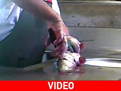 Τα ψάρια υποφέρουν όπως τα θηλαστικά