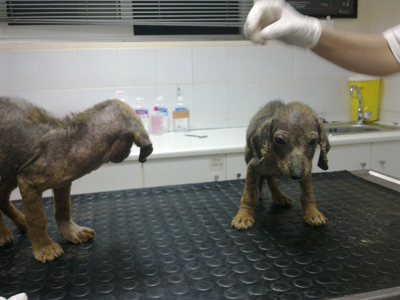 Ζητούν βοήθεια για το κουτάβι που βρέθηκε στο ποτάμι