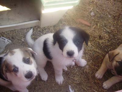 Ψάχνουν τα κουταβάκια τους