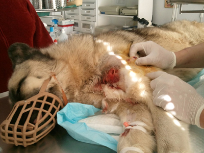 Και η Βέροια πρωταγωνιστεί στις κακοποιήσεις ζώων