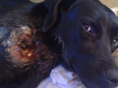 Πυροβόλησαν σκύλο και στη Βέροια