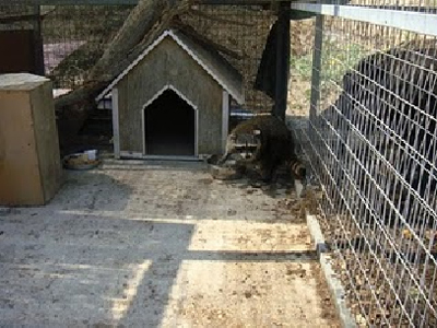 Βρήκαν ρακούν στο Αίγιο