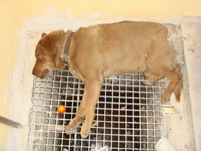 Δεν πρόλαβαν να τον σώσουν