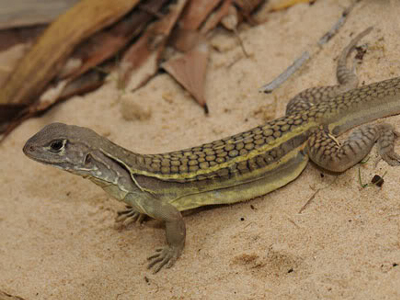 Βρήκαν νέο είδος άφυλης σαύρας