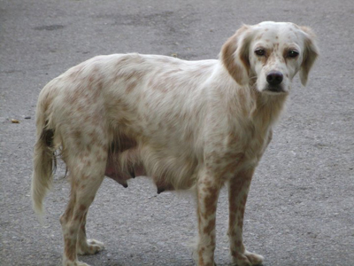 H σκυλίτσα των ΚΤΕΛ Χαλκίδας κινδυνεύει