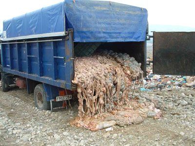 Τους αθώωσαν, αν και πετούσαν υποπροϊόντα των σφαγείων