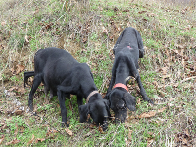 Σκελετωμένα σκυλιά στην Καρυά Τρικάλων Κορινθίας