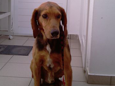 Ο Λάκης ψάχνει σπίτι