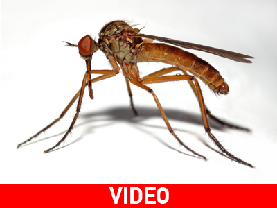 Τους ταλαιπωρούν σμήνη από σκνίπες…