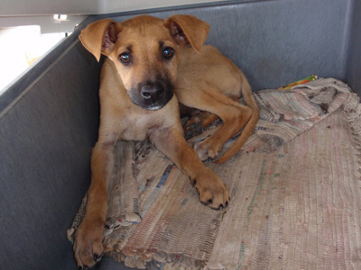 Ο Αιμίλιος ψάχνει σπίτι