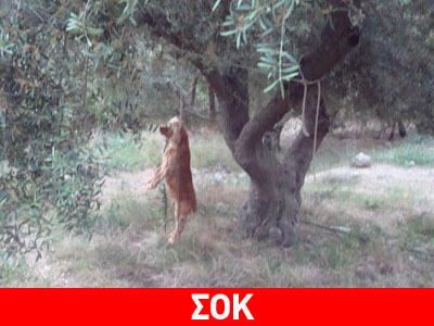 Άλλη μια κτηνωδία στην τουριστική Κρήτη