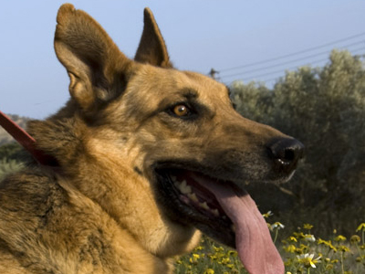 Χαρίζουν τον Rex