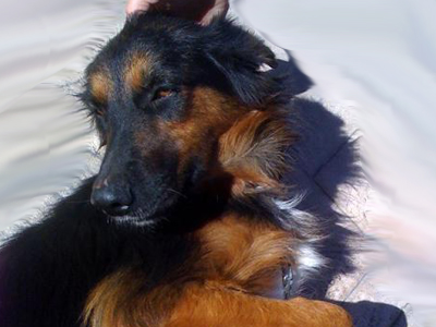 Η τρίχρωμη Ηρώ ψάχνει σπίτι