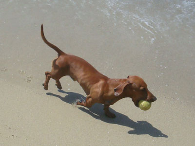 Λύση για τα αδέσποτα των Τρικάλων