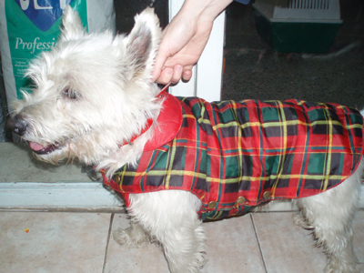 Βρέθηκε στην Ελευσίνα, μήπως το χάσατε;