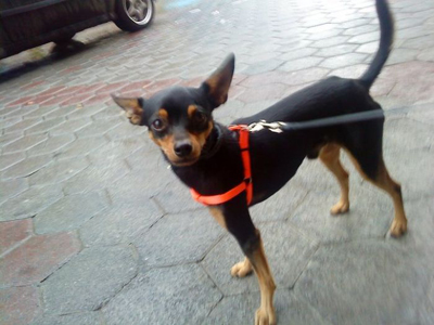 Βρέθηκε στην Ελευσίνα