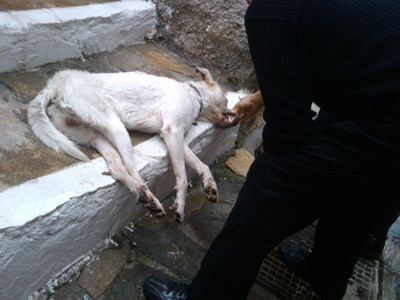 Και στη Νάξο δηλητηριάζουν τ’ αδέσποτα