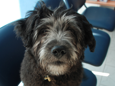 Χαρίζεται το κριφονάκι