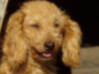 Το κανίς το θέλει κανείς;