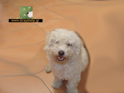 Χαρίζεται κανίς