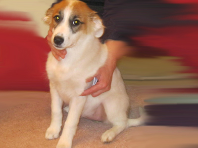 Χαρίζουν θηλυκό ημίαιμο κόλεϊ