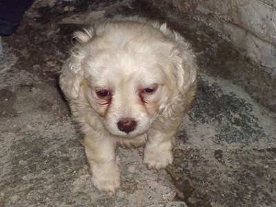 To μικρόσωμο σκυλάκι ψάχνει σπίτι