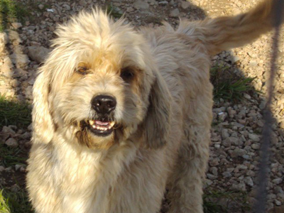 «Είμαι μικρόσωμος, για να χωράω στο σπίτι σας»