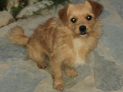 Χαρίζονται τα Πινεζάκια…