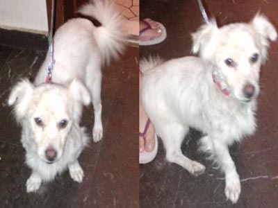 Ψάχνει σπίτι