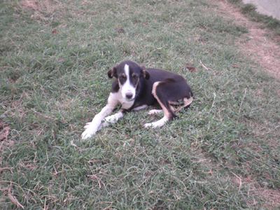 Ο Δήμος Σερρών αντιμετωπίζει τ’ αδέσποτα σαν σκουπίδια