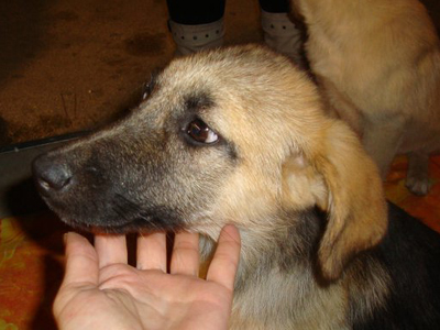 Τα ορφανά από το Τολό ψάχνουν σπίτι