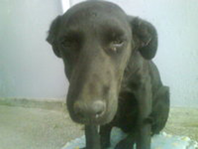 Βοηθήστε στη φιλοξενία του