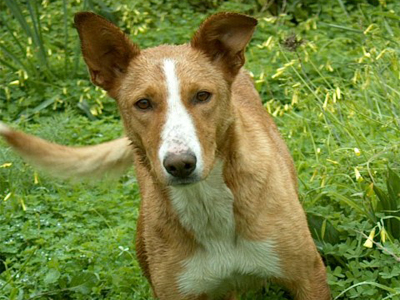 Η Φιλοζωική Νάξου ζητά τη βοήθειά σας