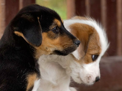 Στην Καβάλα οι δήμοι αδιαφορούν για τα αδέσποτα