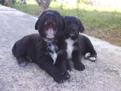 Ημίαιμα λαμπραντοράκια ψάχνουν σπίτι