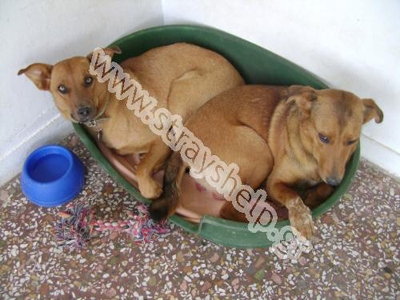 Τις παράτησαν στην Άνοιξη