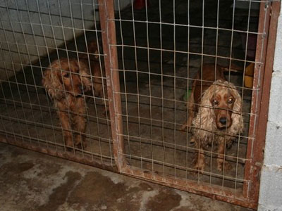 H πρώτη δίκη εναντίον ιδιοκτήτη παράνομου εκτροφείου ζώων