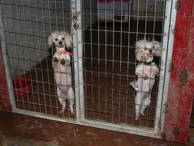 Κολαστήριο ζώων στο Αλεποχώρι