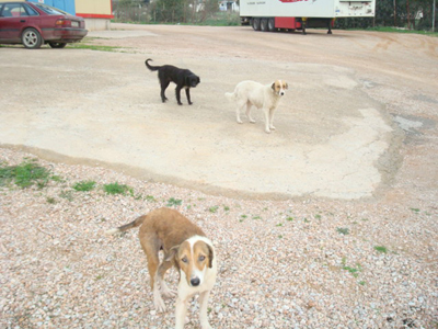 Χρειάζονται κτηνίατρο, φάρμακα και τροφές