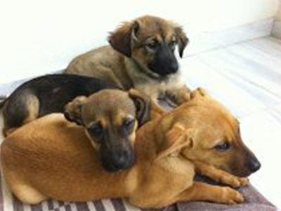 Χαρίζονται οι δεσποινιδούλες που βρέθηκαν στον δρόμο