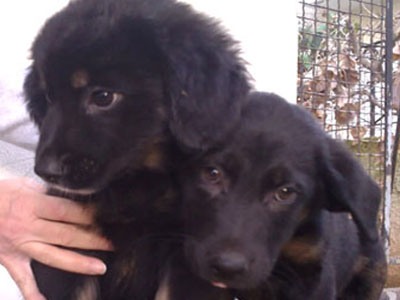 Χαρίζονται κουταβάκια